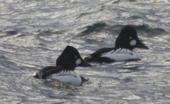 Common Goldeneye --(Bucephala clangula) (45770 bytes)