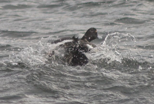 Frightened Scaup --(Aythya sp.) (60977 bytes)