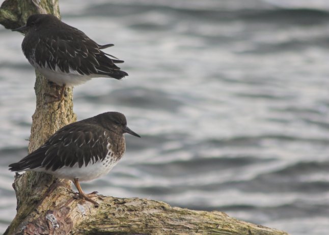 Black Turnstone --(Arenaria melanocephala) (49178 bytes)