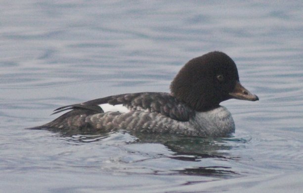 Female Goldeneye --(Bucephala islandica) (41464 bytes)