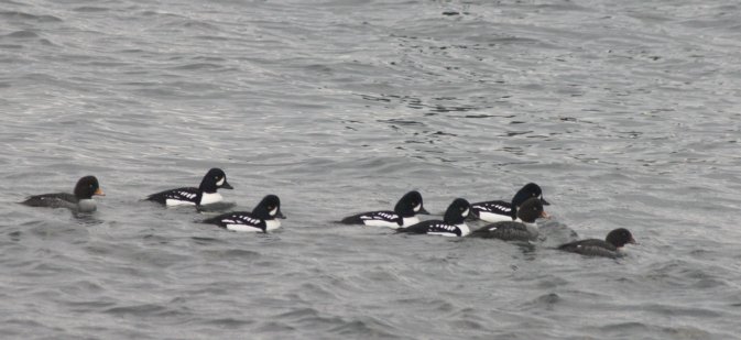 Barrow's Goldeneyes --(Bucephala islandica) (46029 bytes)