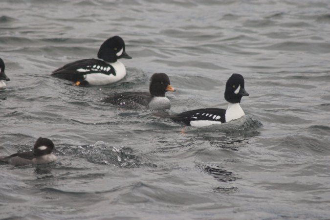 Barrow's Goldeneye --(Bucephala islandica) (58799 bytes)