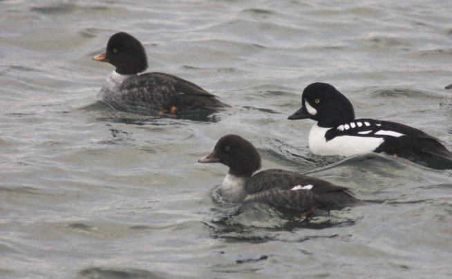 Barrow's Goldeneye --(Bucephala islandica) (47217 bytes)