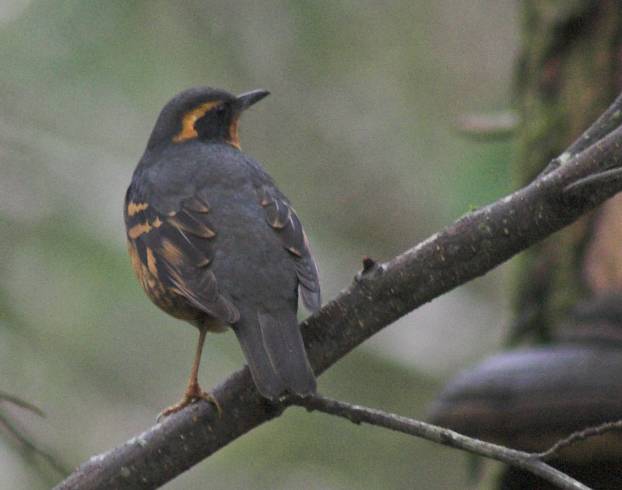 Varied Thrush --(Ixoreus naevius) (31839 bytes)