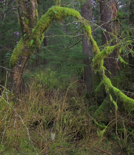 Mossy Arch (54961 bytes)