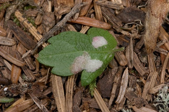 Crabapple Leaf --(Malus fusca) (93969 bytes)