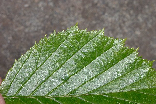 Sitka Alder Leaf --(Alnus sinuata) (90796 bytes)
