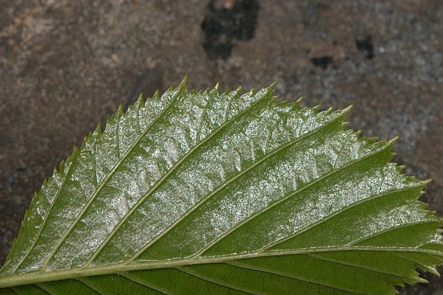 Sitka Alder Leaf --(Alnus sinuata) (88209 bytes)