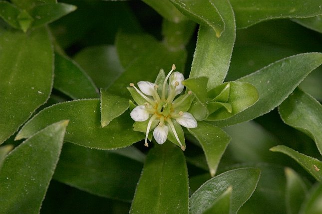Beach Greens Flower --(Honkenya peploides) (53709 bytes)