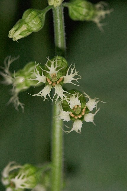 Fringecup --(Tellima grandiflora) (53633 bytes)