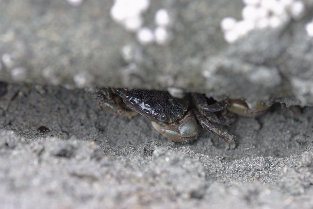Shore Crab in Hiding (50284 bytes)