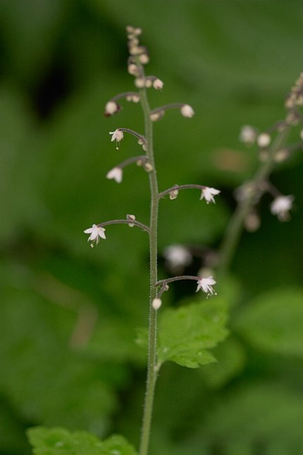 Foam Flower --(Tiarella trifoliata) (31388 bytes)