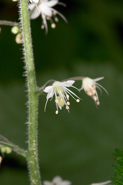 Foam Flower --(Tiarella trifoliata) (35436 bytes)