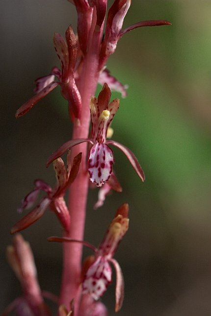 Coralroot Orchid --(Corallorhiza mertensiana) (39035 bytes)