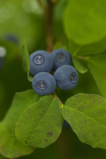 Blueberries --(Vaccinium sp.) (36958 bytes)