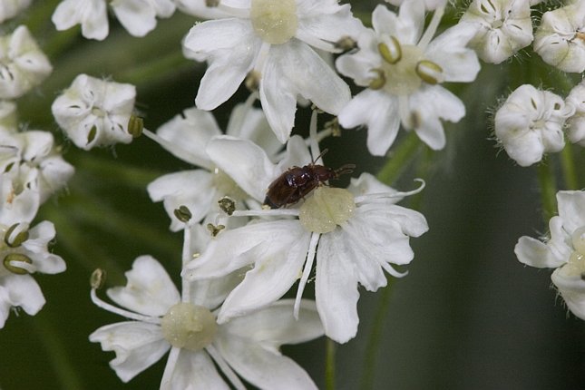 Cow Parsnip Flowers and Beetles --(Heracleum lanatum) <br><i>Heracleum lanatum</i> (53627 bytes)