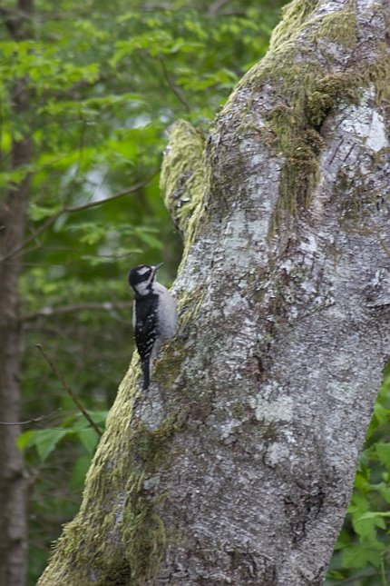 Downy Woodpecker --(Picoides pubescens) (83834 bytes)