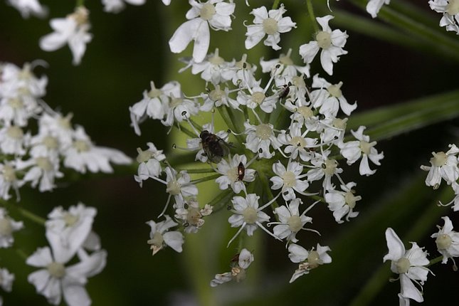 Cow Parsnip Flowers --(Heracleum lanatum) (59190 bytes)
