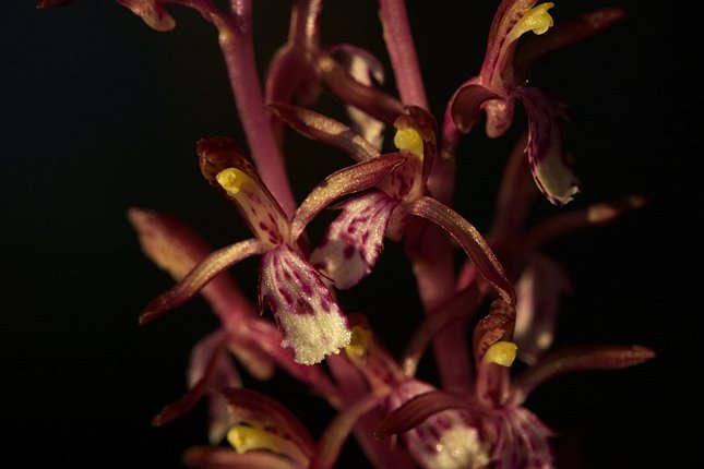 Coralroot Orchid --(Corallorhiza mertensiana) (39212 bytes)