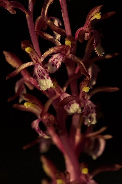 Coralroot Orchid --(Corallorhiza mertensiana) (42206 bytes)