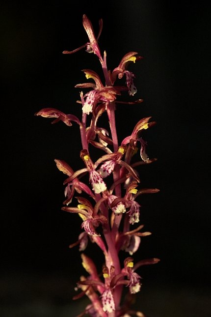 Coralroot Orchid --(Corallorhiza mertensiana) (39113 bytes)