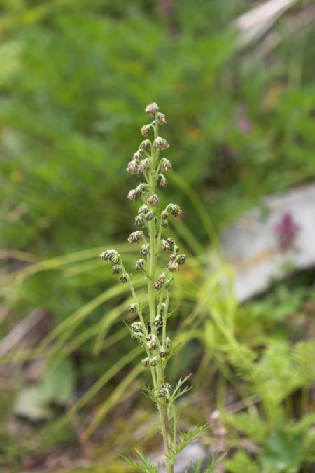 Sagewort --(Artemisia norvegica) (34544 bytes)