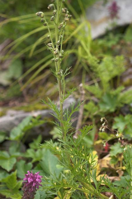 Sagewort --(Artemisia norvegica) (46713 bytes)