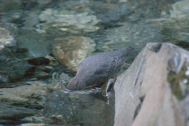 American Dipper Looking for Food --(Cinclus mexicanus) (78002 bytes)