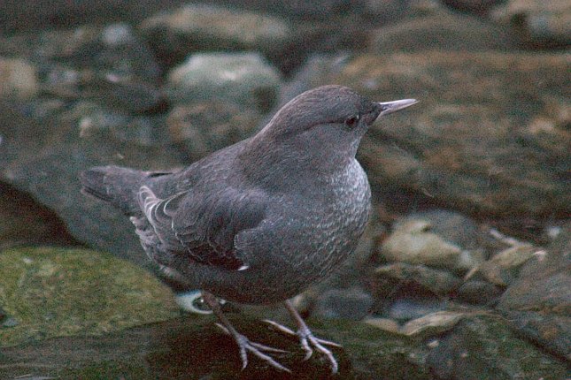 American Dipper --(Cinclus mexicanus) (84379 bytes)