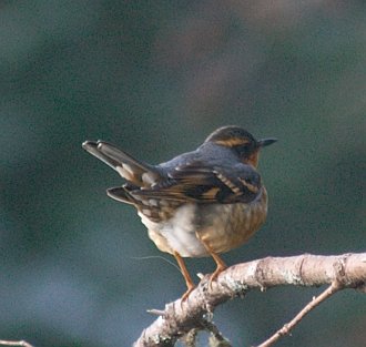 Varied Thrush --(Ixoreus naevius) (24401 bytes)