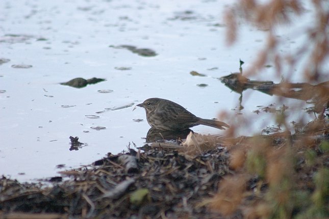 Song Sparrow --(Melospiza melodia) (49482 bytes)