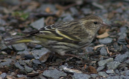 Pine Siskin --(Carduelis pinus) (45910 bytes)