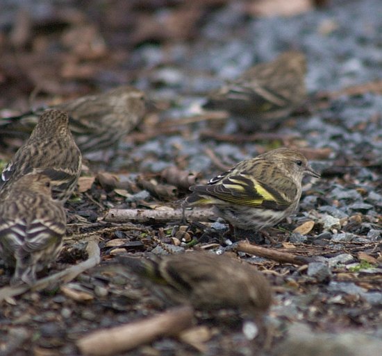 Pine Siskin --(Carduelis pinus) (65570 bytes)