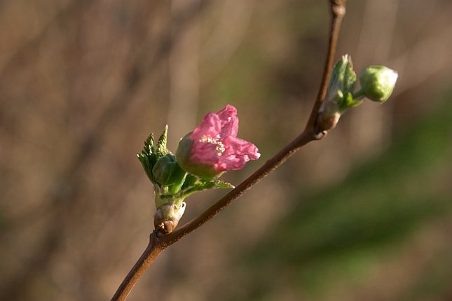 Salmonberry Flower --(Rubus spectabilis) (31890 bytes)