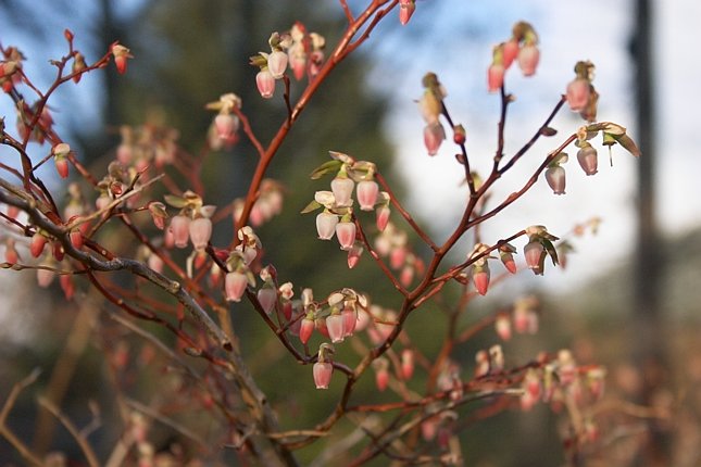 Blueberry Flowers --(Vaccinium sp.) (59600 bytes)