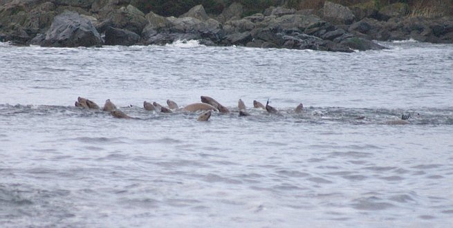 Steller's Sea Lions --(Eumetopias jubatus) (52918 bytes)