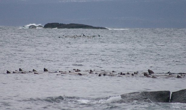 Steller's Sea Lions --(Eumetopias jubatus) (50495 bytes)