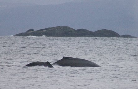 Humpback Whales --(Megaptera novaeangliae) (28040 bytes)