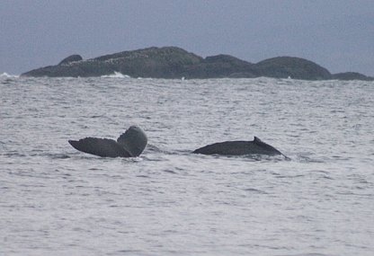 Humpback Whales --(Megaptera novaeangliae) (27586 bytes)