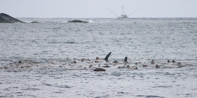 Steller's Sea Lions --(Eumetopias jubatus) (53696 bytes)