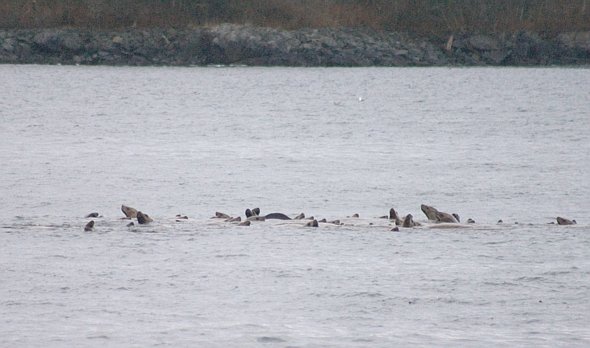 Steller's Sea Lions --(Eumetopias jubatus) (43640 bytes)