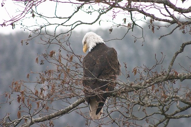 Bald Eagle --(Haliaeetus leucocephalus) (84477 bytes)