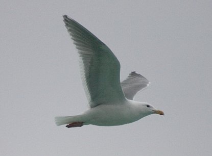 Gull --(Larus sp.) (15163 bytes)