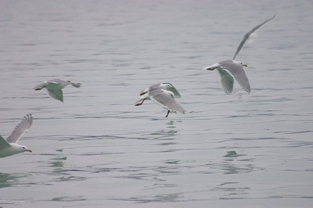 Gulls --(Larus spp.) (40489 bytes)