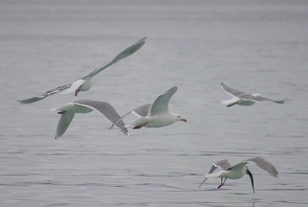 Gulls --(Larus spp.) (32705 bytes)