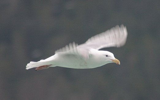 Gull --(Larus sp.) (19998 bytes)