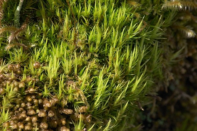 Bryophytes (104163 bytes)