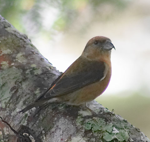 Red Crossbill --(Loxia curvirostra) (36264 bytes)