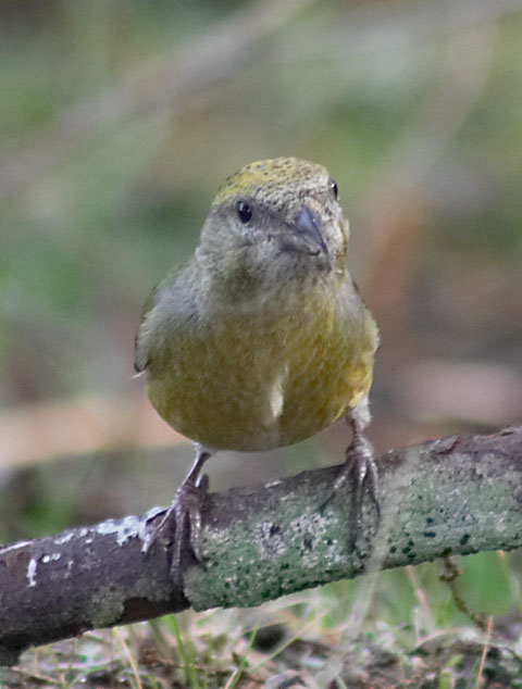 Red Crossbill --(Loxia curvirostra) (50720 bytes)