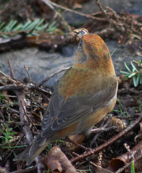 Crossbill with Cone --(Loxia curvirostra) (68028 bytes)